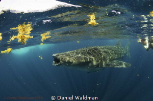 Snorkeler and Whale Shark by Daniel Waldman 